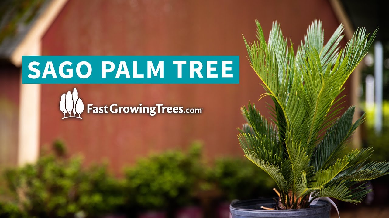 Sago palm tree video banner