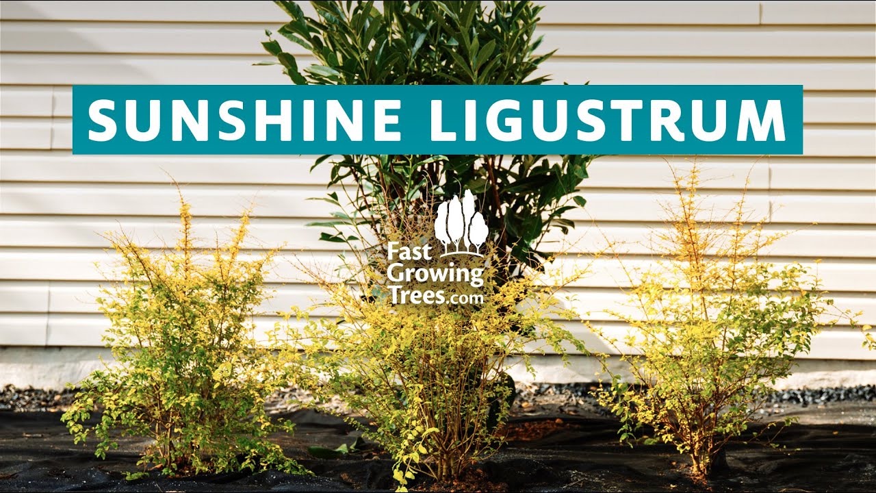 Video Banner of Sunshine Ligustrum