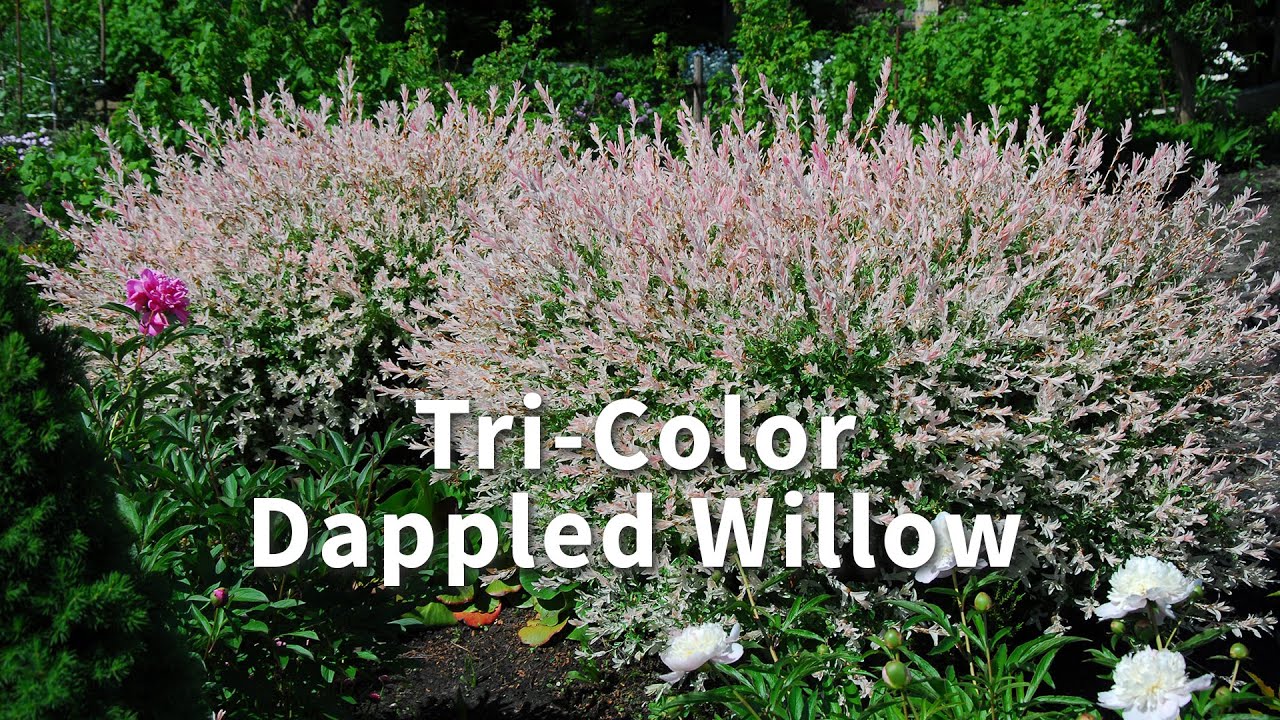 tri color dappled willow video banner