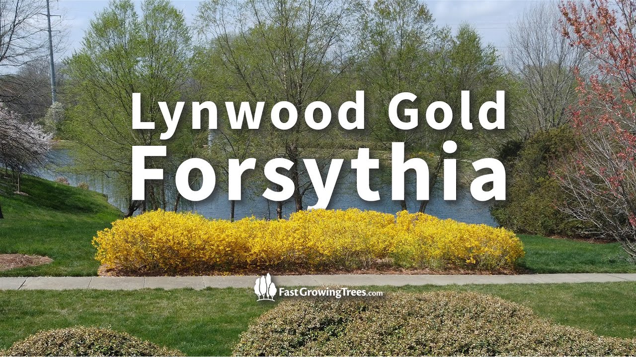 Lynwood Gold Forsythia YouTube Video Banner
