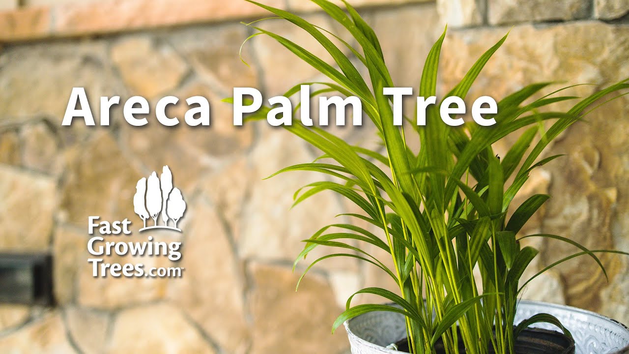 Areca Palm tree video 