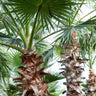 Mexican Fan Palm Tree