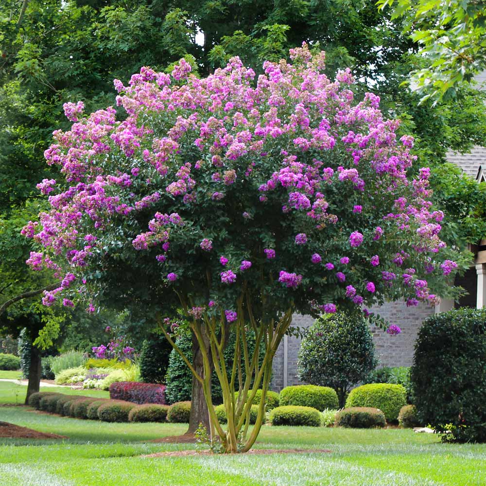 Flowering Trees