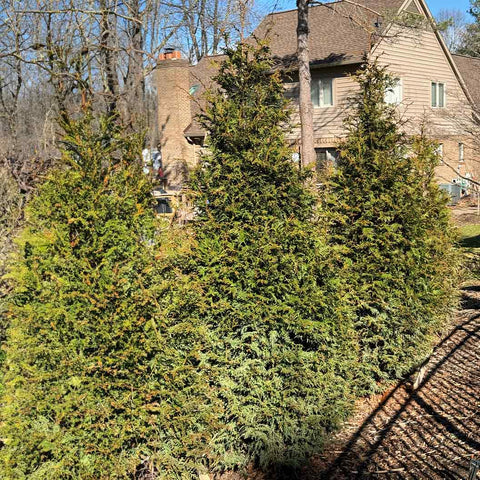 cedar trees