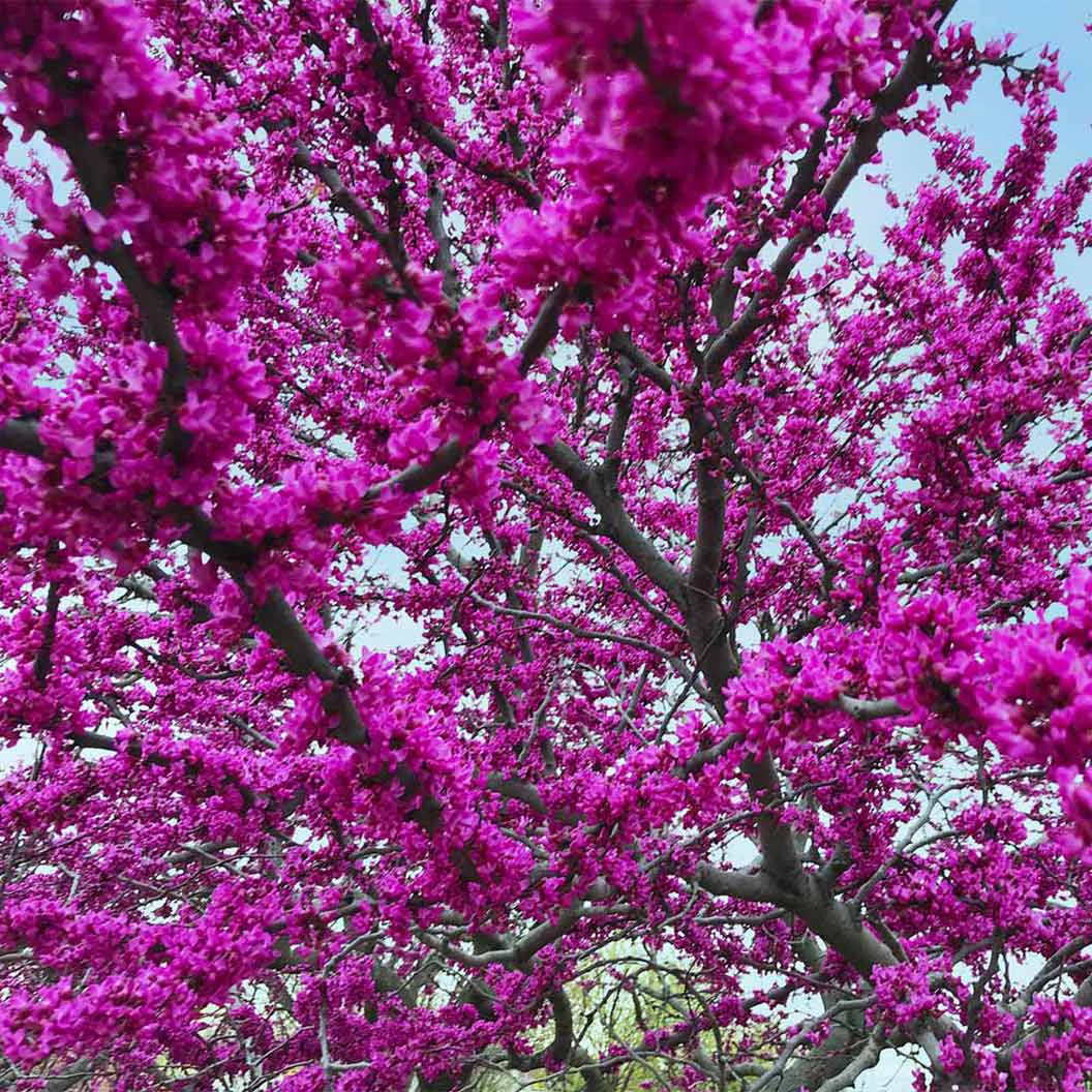 Oklahoma Redbud Tree