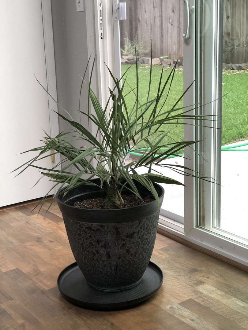Happy Palm