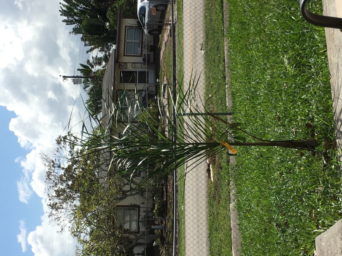 Great Queen Palms