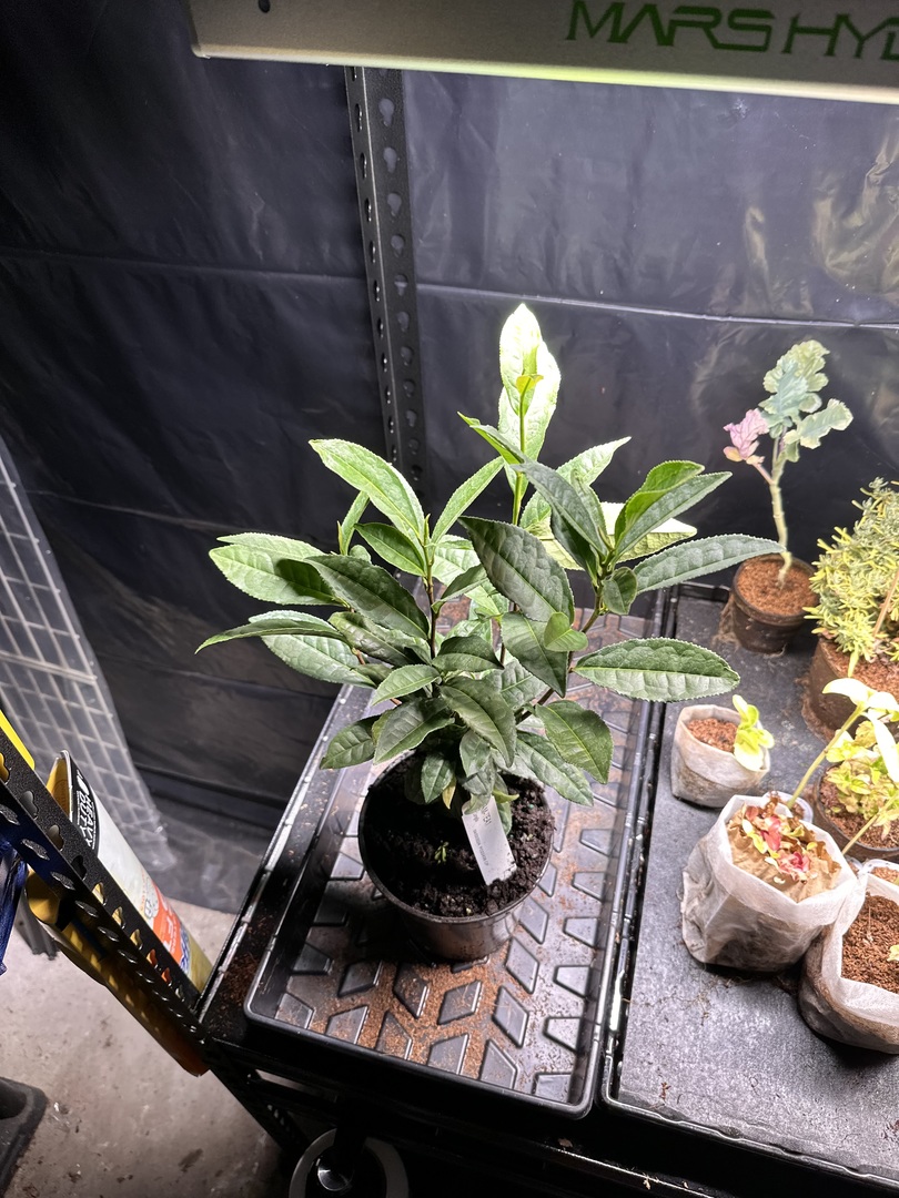 Nice Plant