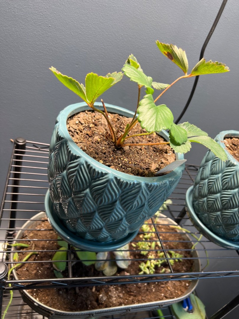 Best experience I’ve had buying live plants