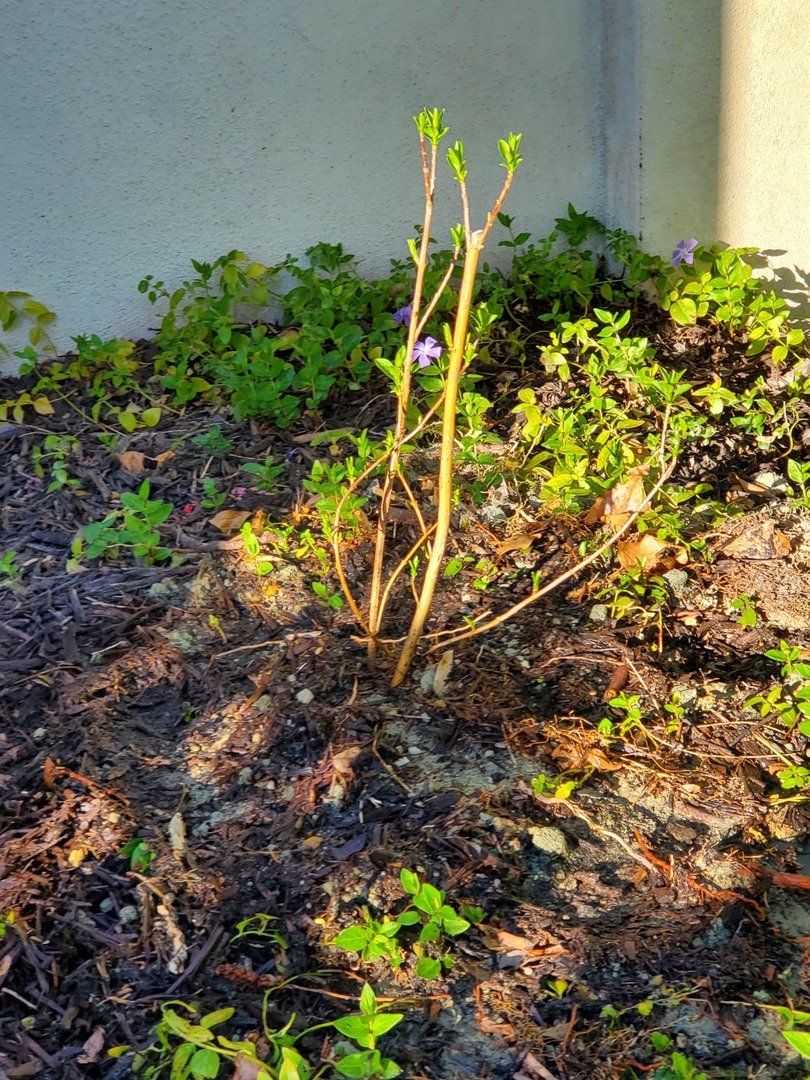 Forsythia