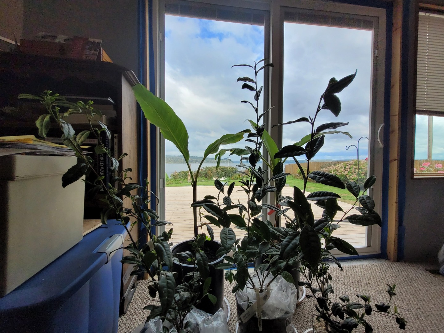 Very healthy tea plants