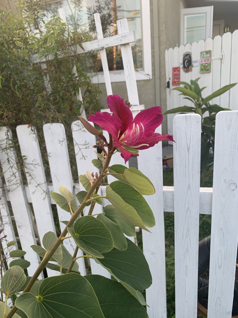 Beautiful flowers!