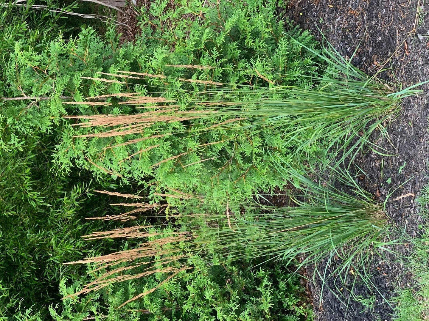 Beautiful Grasses