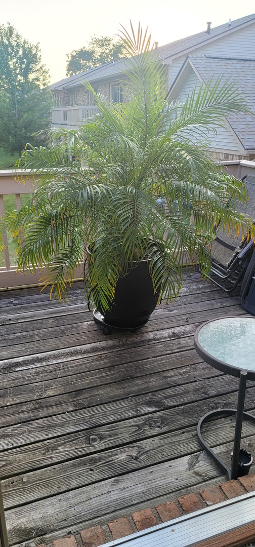 Indiana palm