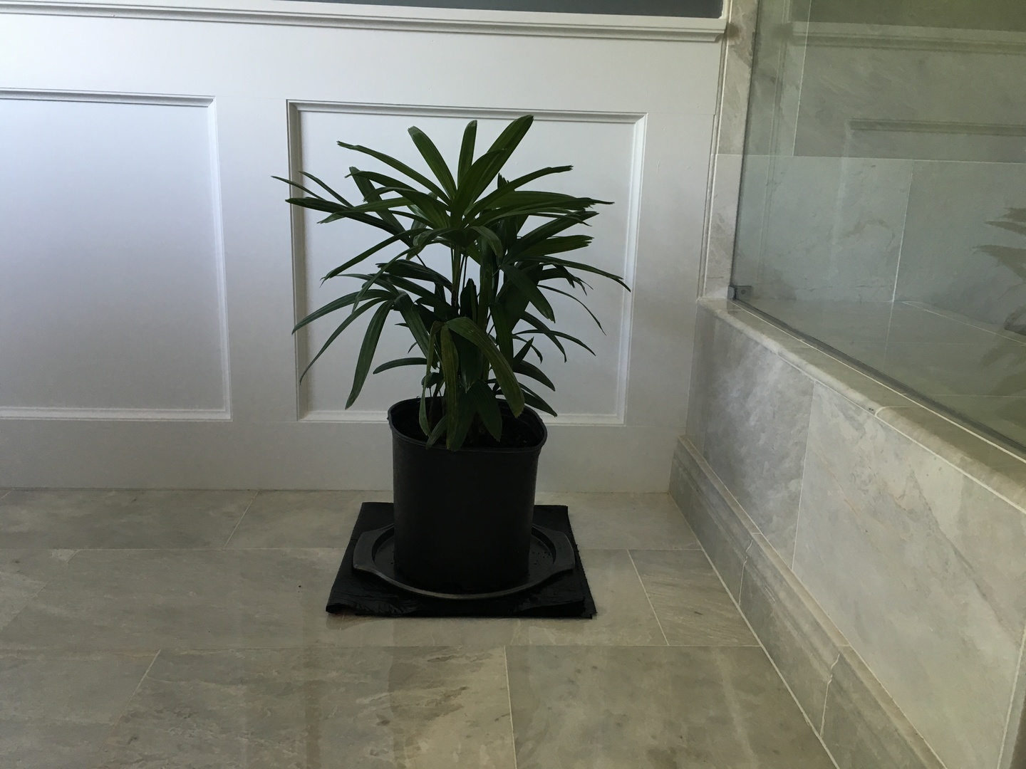 Lady Palm