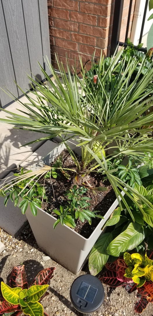 3 Gallon Fan Palm
