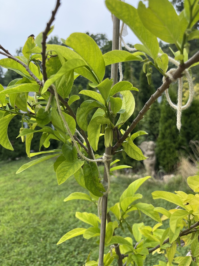 Sugar Apple