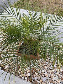 Perfect Palm