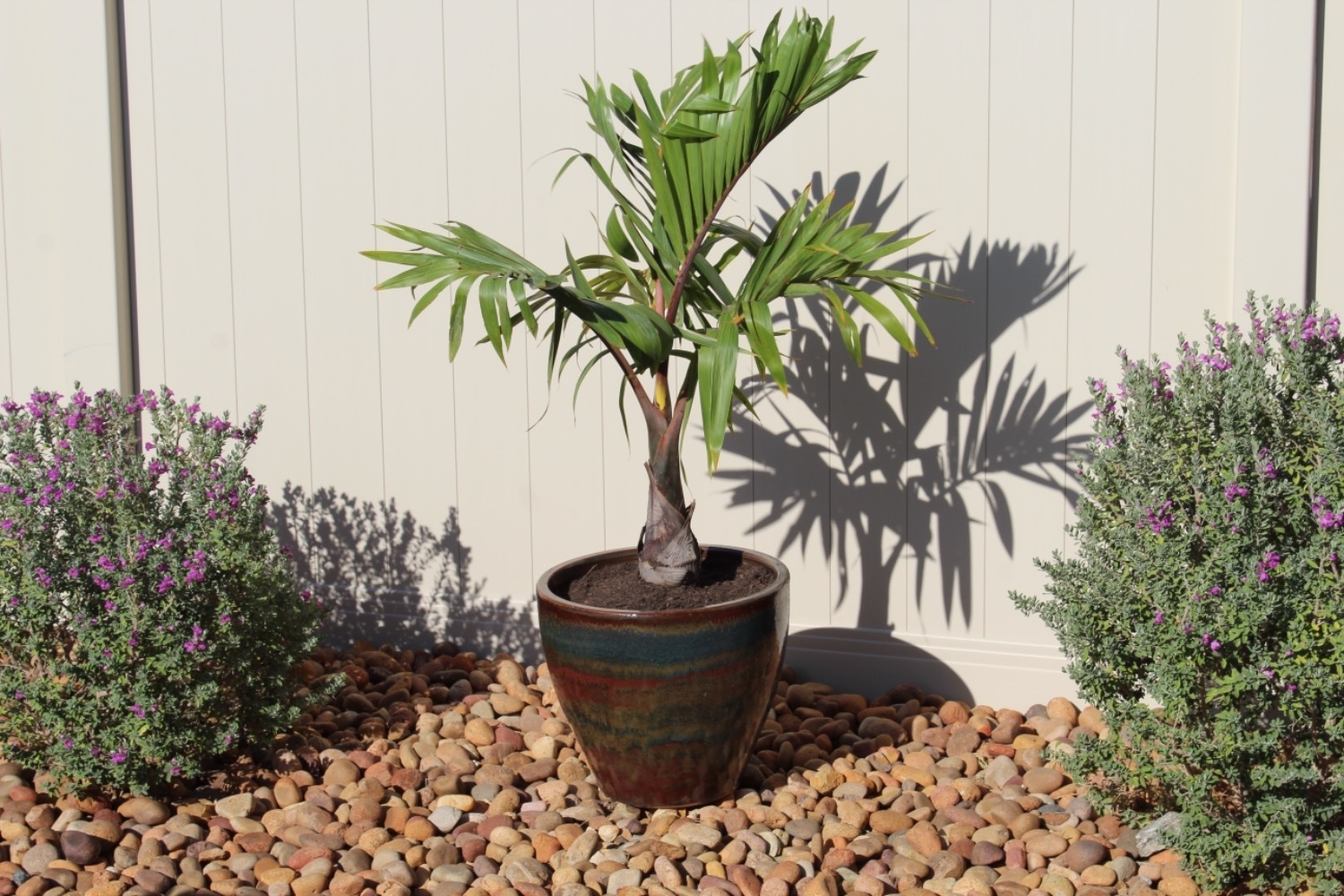 Bottle Palm Tree