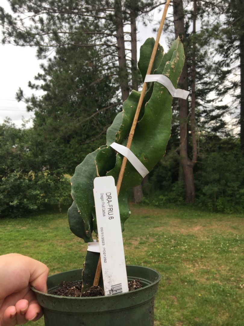 Husband wanted one