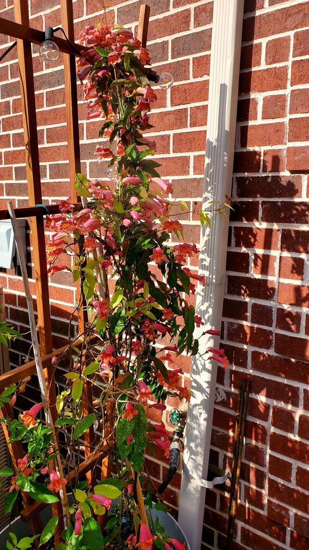 So many blooms!