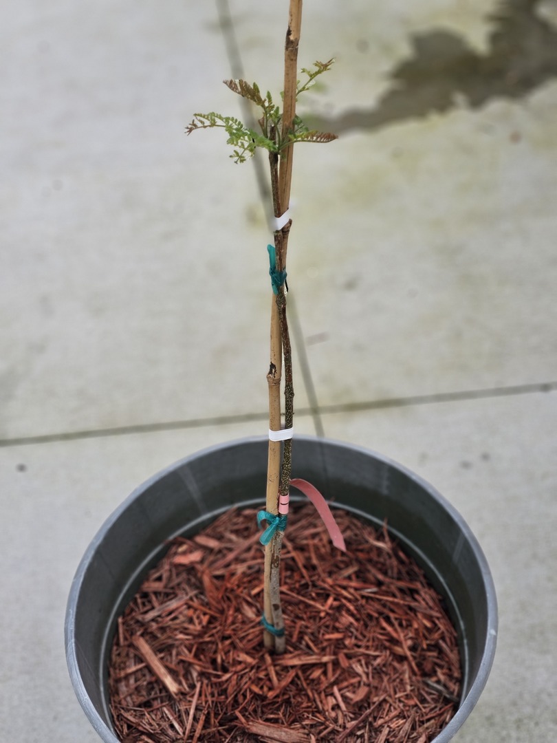 Love this tree! Can't wait for the flowers.