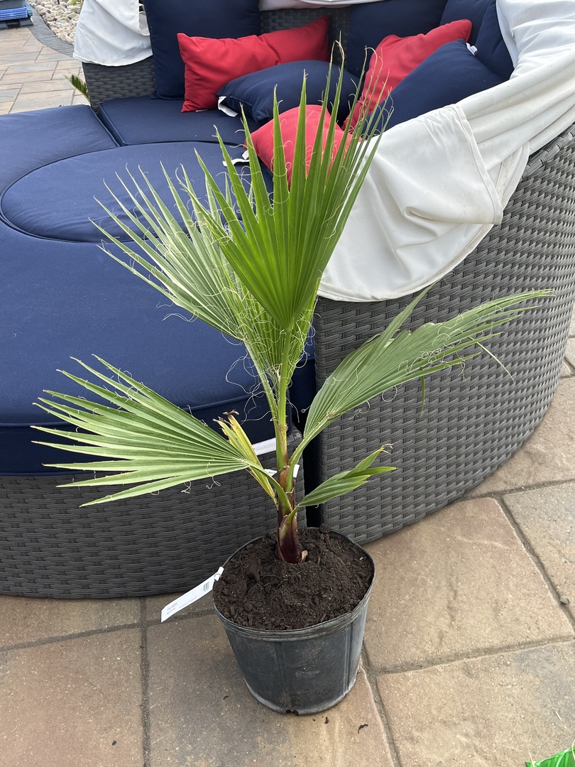 Mexican fan palm