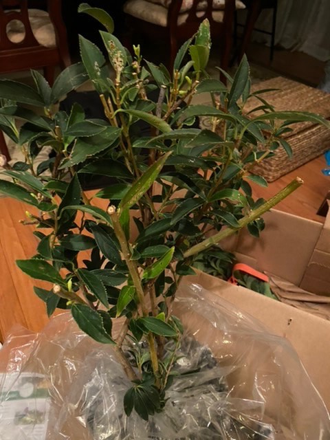 Healthy plant