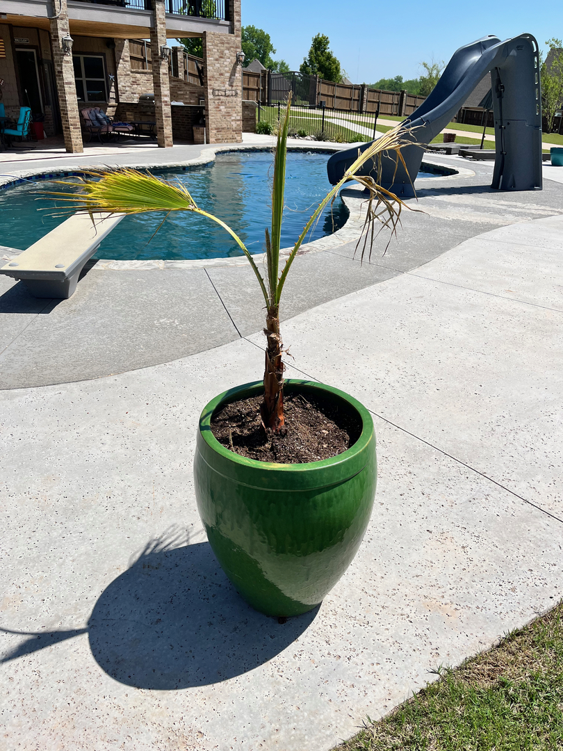 Mexican Fan Palm
