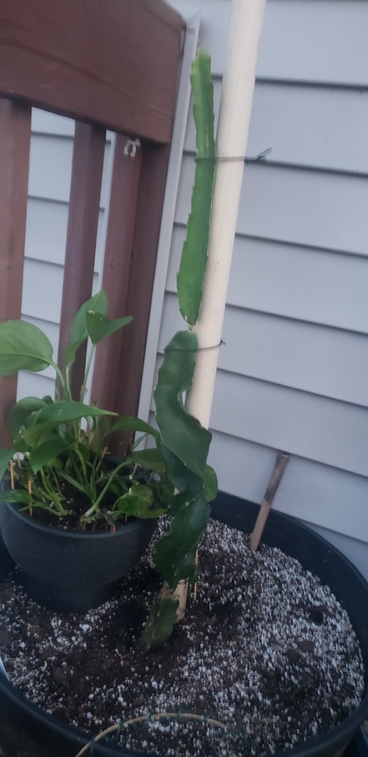 Dragon Fruit