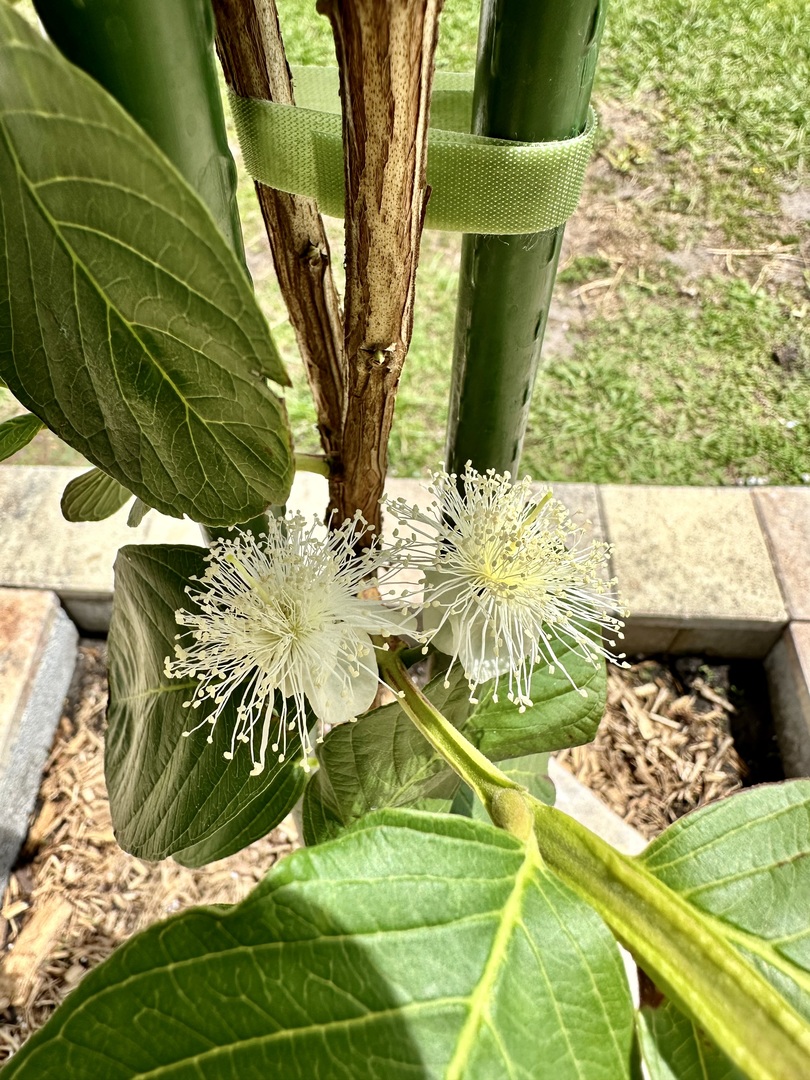 Beautiful healthy trees shipped with outstanding care