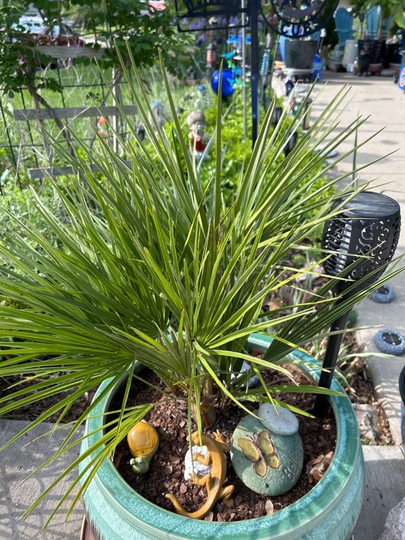 Palm