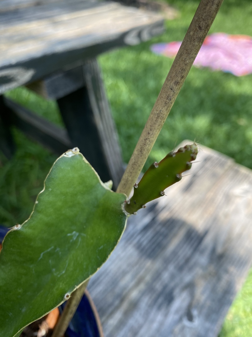 Best plant purchase yet!