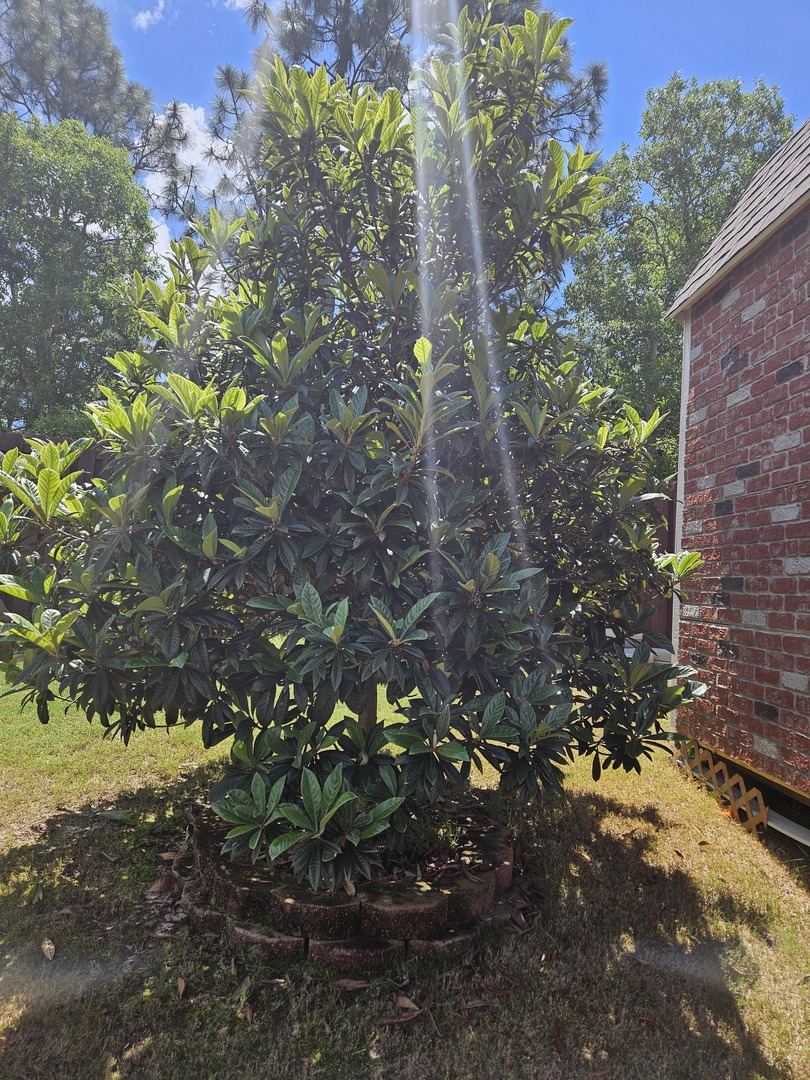 Beautiful tree but took 7 years to produce "1" fruit