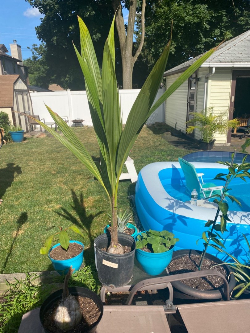 Beautiful coconut tree