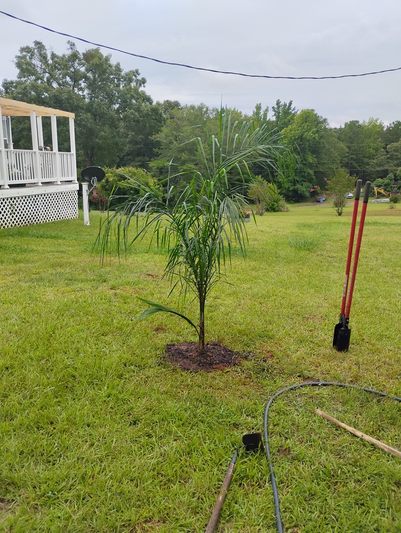 Queen palm