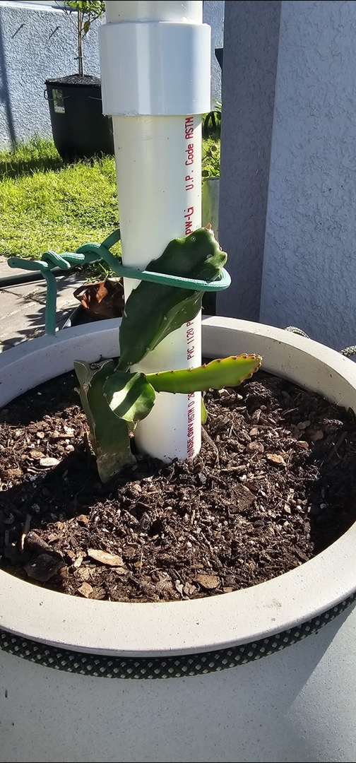 Beautiful, fast growing Dragon