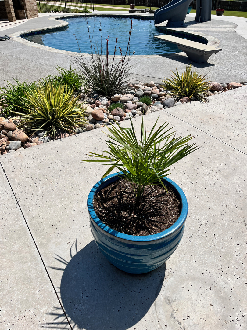 Awesome Windmill Palm