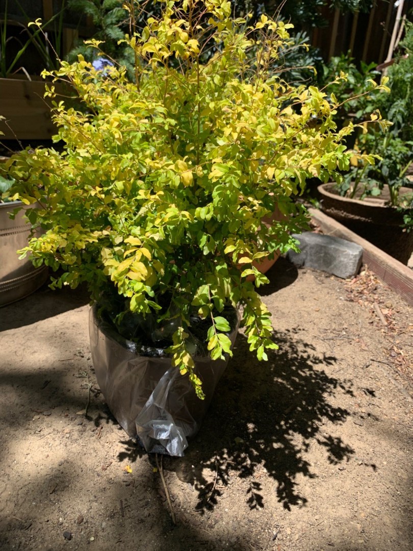 Tough shrub!!
