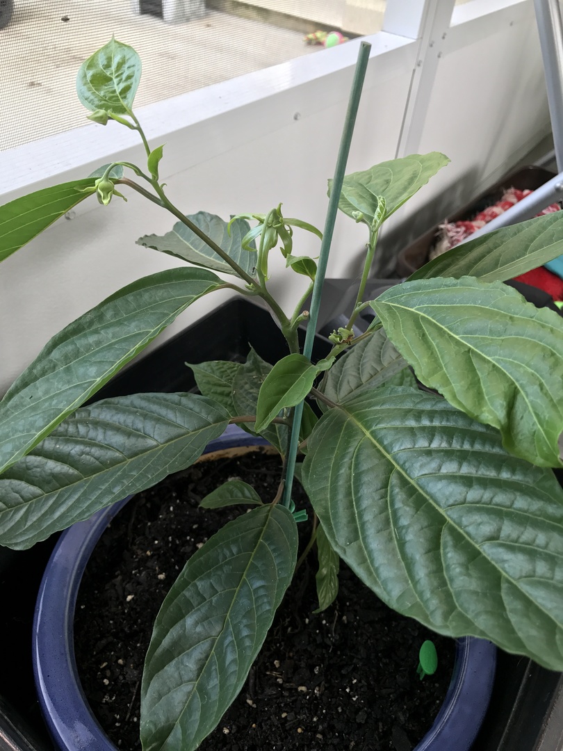 Happy gardener from Columbia SC