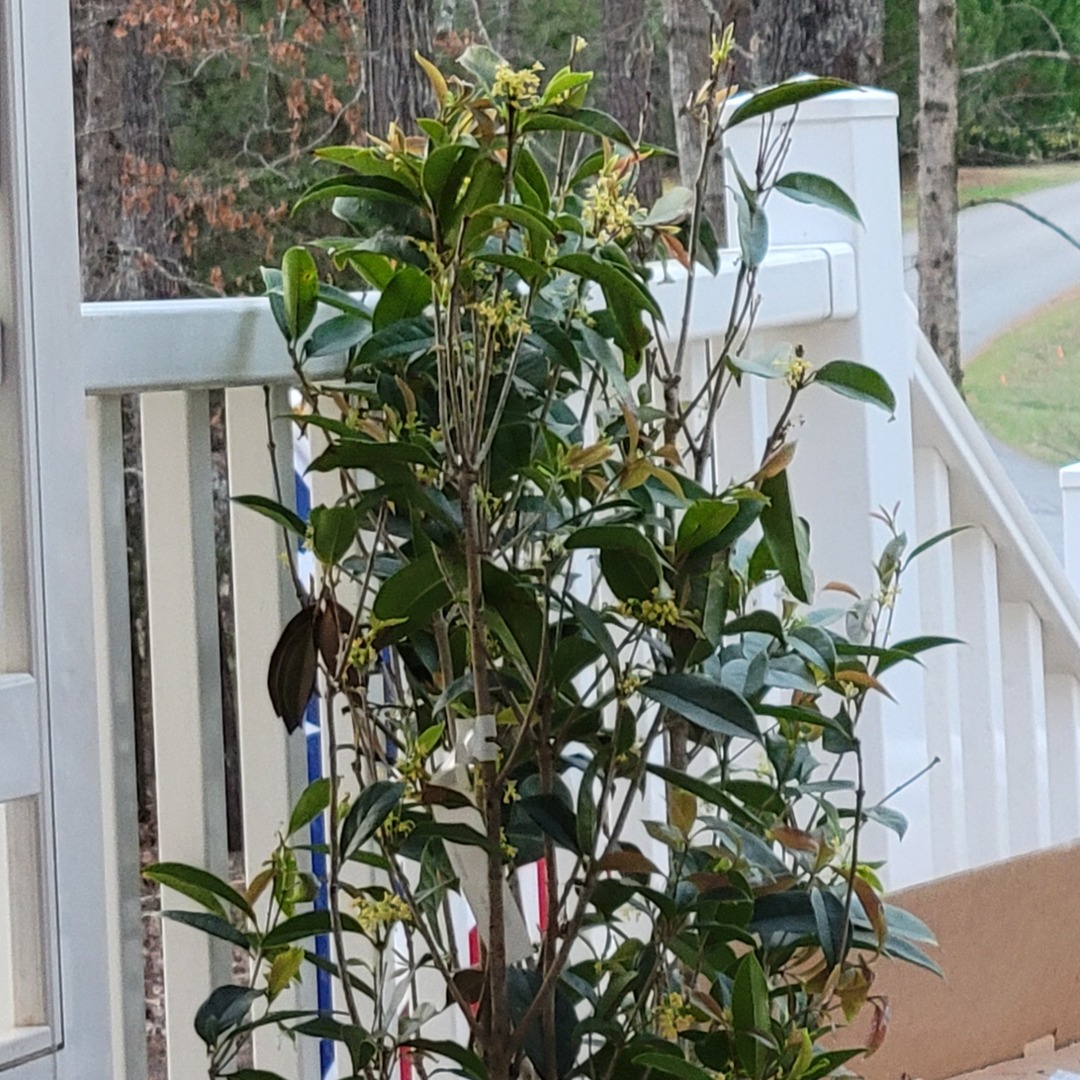 Like my Tea Olive Tree