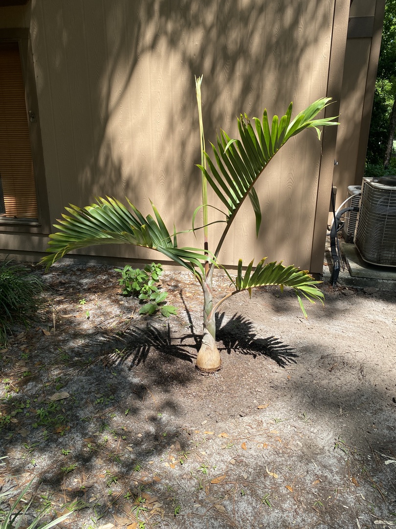 Just planted my tree and it looks great. Can’t wait to see it thrive. Purchased numerous bags of palm soil!