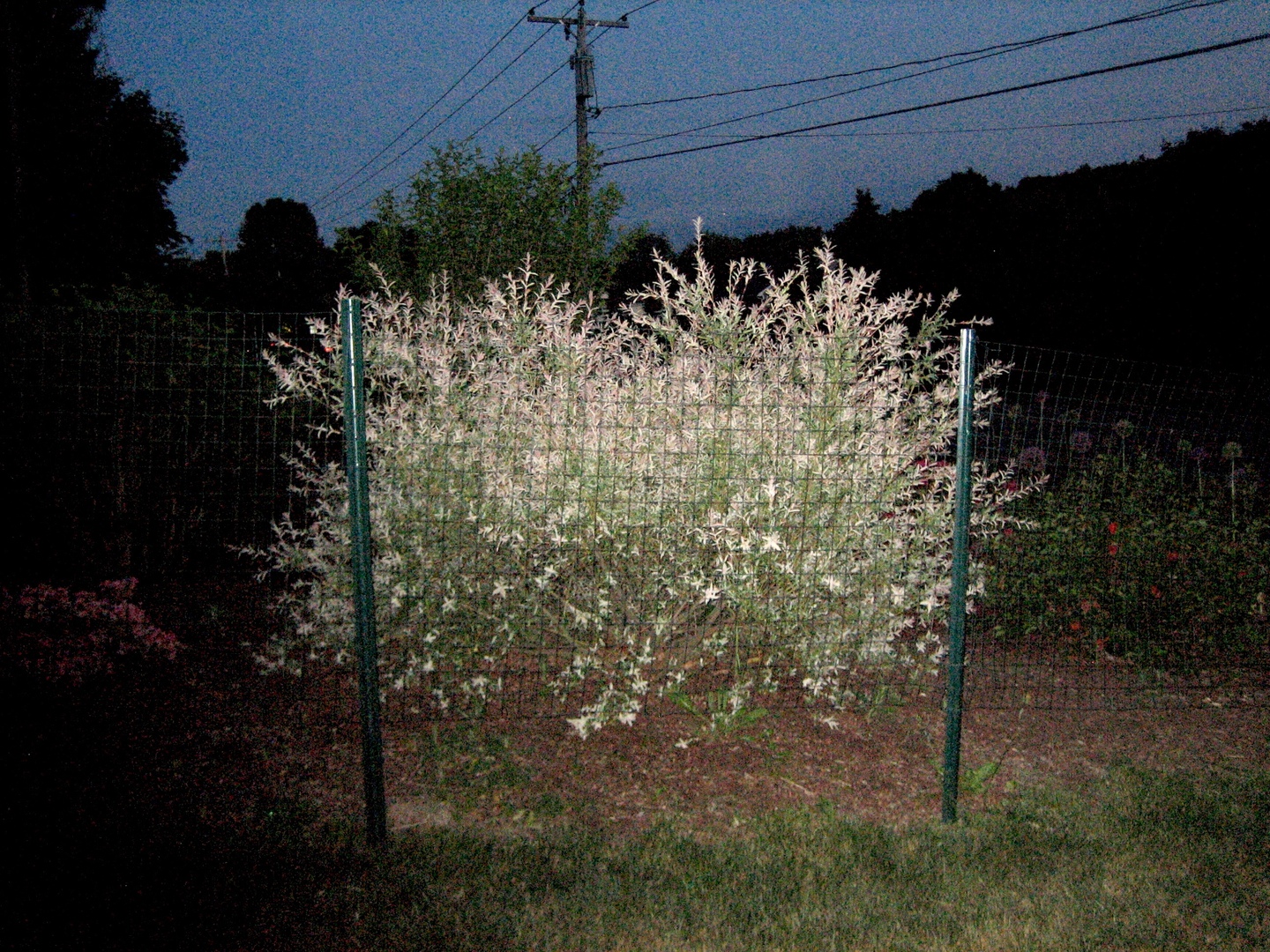 Grows HUGE!