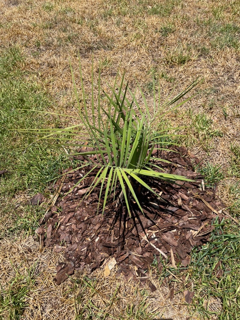 Healthy pindo palm