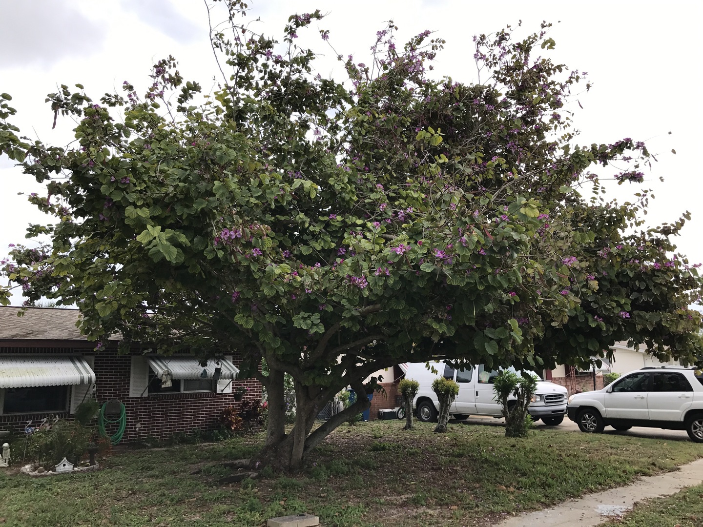 Orchid tree