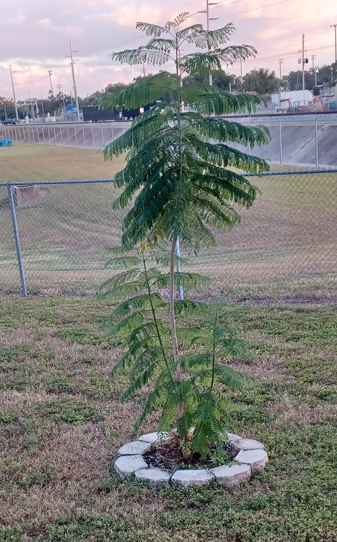 My Jacaranda.