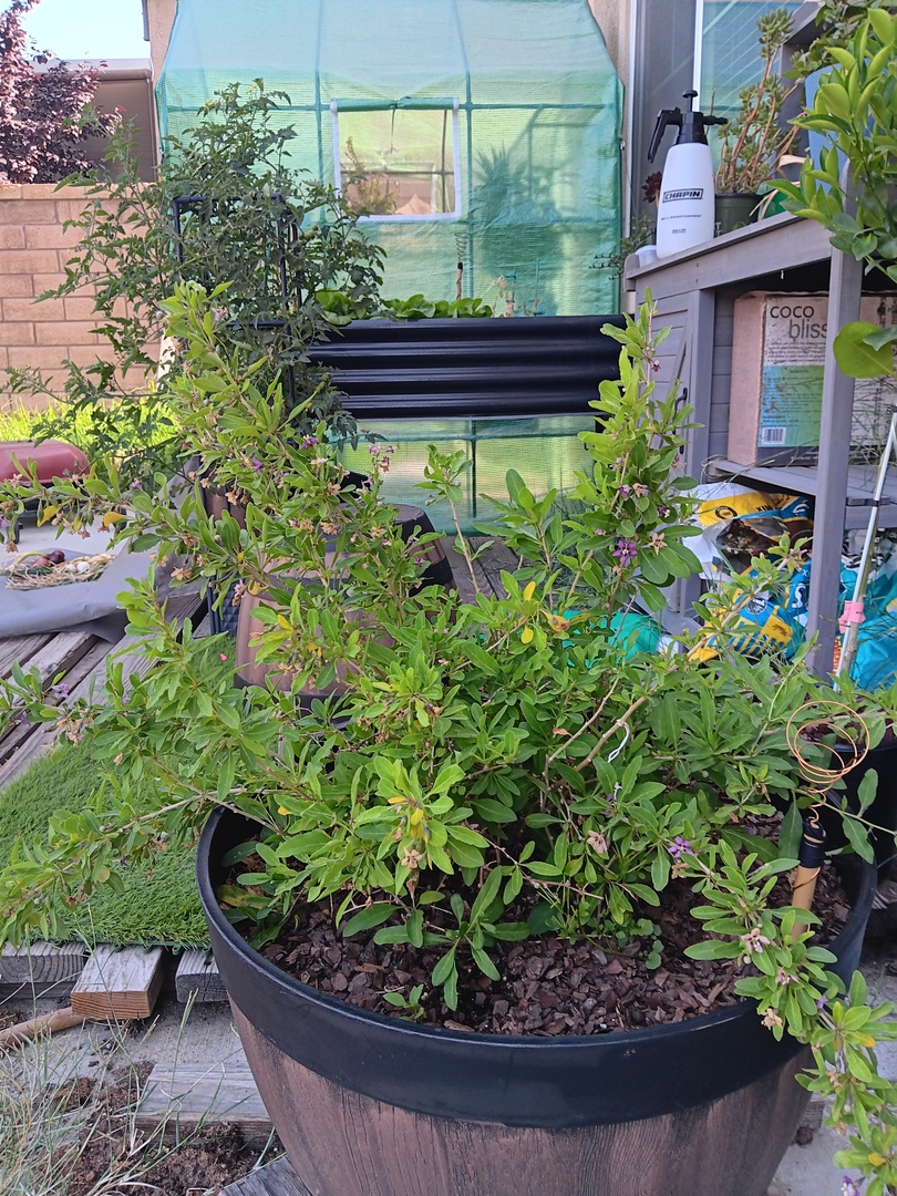 Love my goji berry