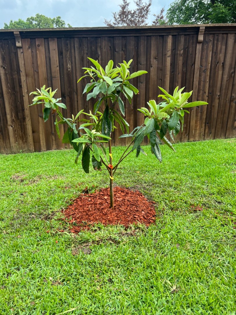 Loquat Tree