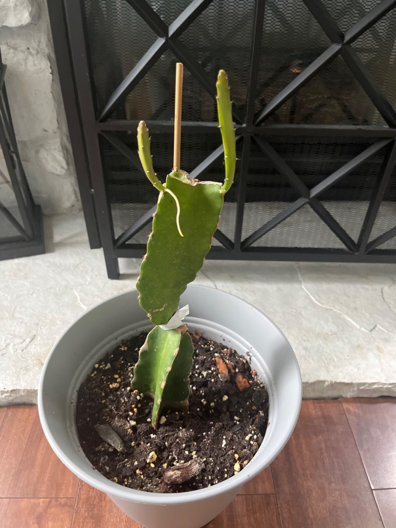 It’s growing!