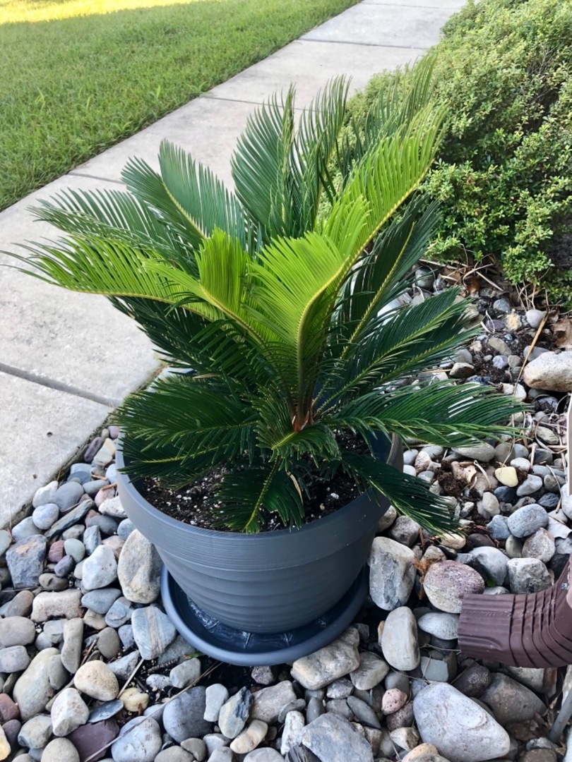 Sago Palm